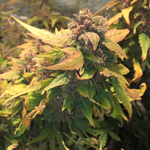Purple Punch Auto growlog timeline photo