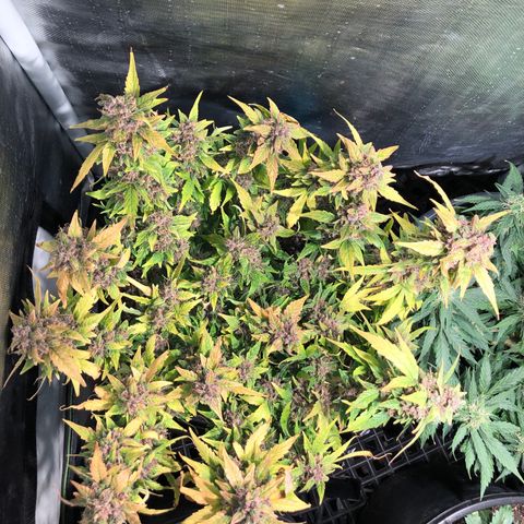 Purple Punch Auto growlog timeline photo