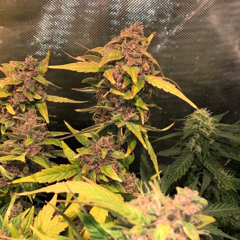 Purple Punch Auto growlog timeline photo
