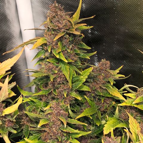 Purple Punch Auto growlog timeline photo