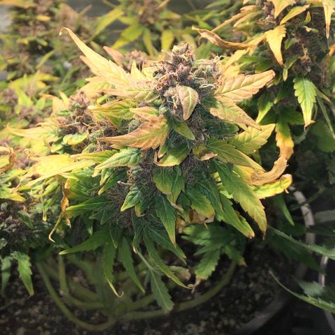 Purple Punch Auto growlog timeline photo