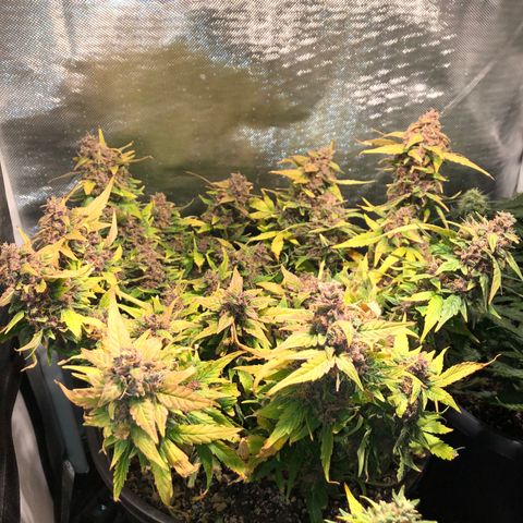 Purple Punch Auto growlog timeline photo