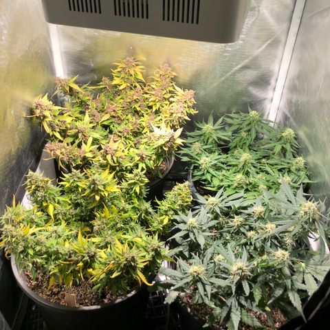 Purple Punch Auto growlog timeline photo