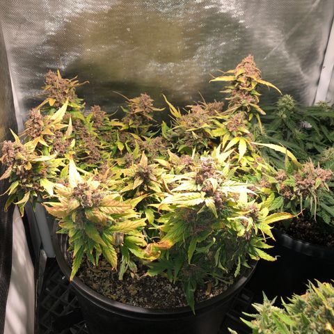 Purple Punch Auto growlog timeline photo