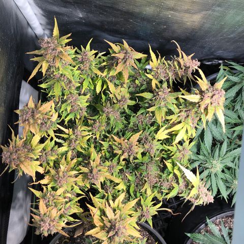 Purple Punch Auto growlog timeline photo