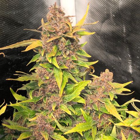 Purple Punch Auto growlog timeline photo