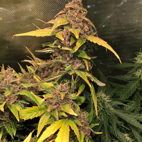 Purple Punch Auto growlog timeline photo