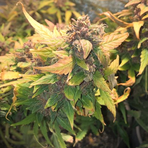 Purple Punch Auto growlog timeline photo