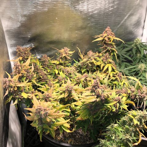 Purple Punch Auto growlog timeline photo