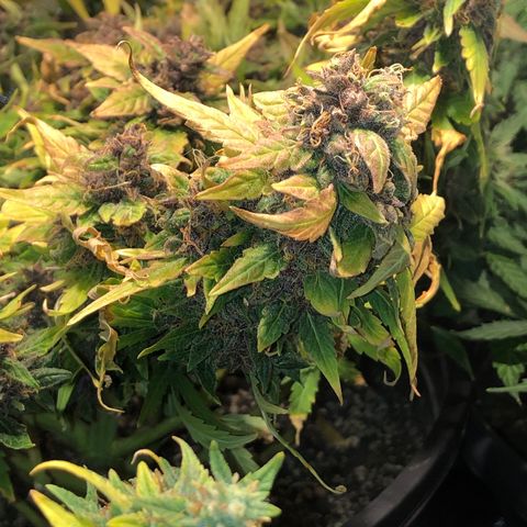 Purple Punch Auto growlog timeline photo