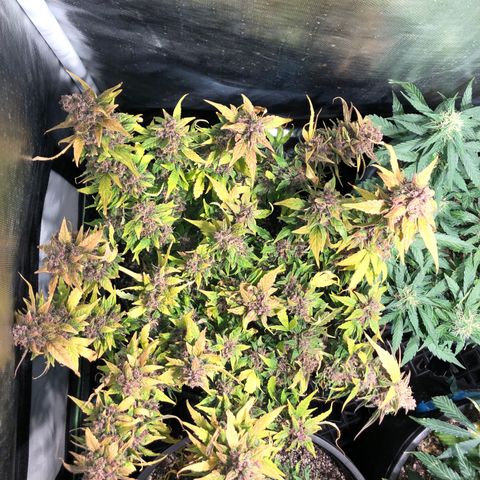 Purple Punch Auto growlog timeline photo