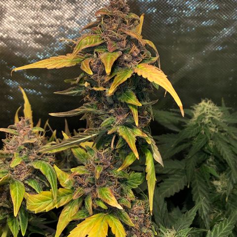 Purple Punch Auto growlog timeline photo
