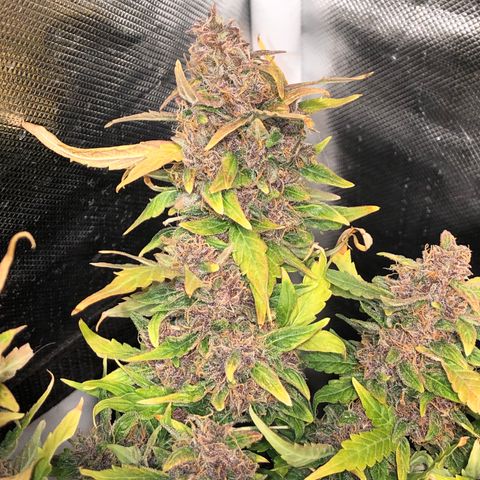 Purple Punch Auto growlog timeline photo