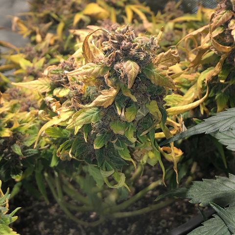 Purple Punch Auto growlog timeline photo
