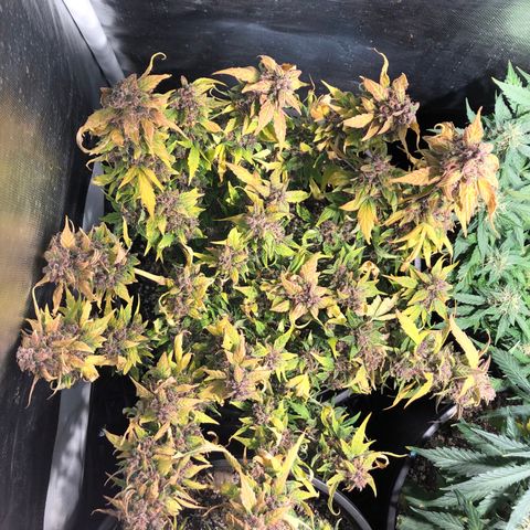 Purple Punch Auto growlog timeline photo