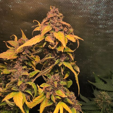 Purple Punch Auto growlog timeline photo