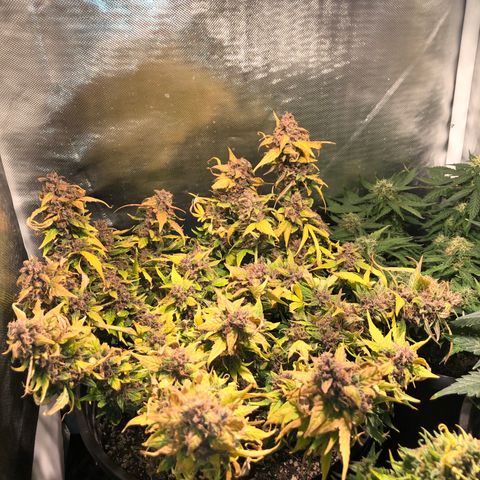 Purple Punch Auto growlog timeline photo