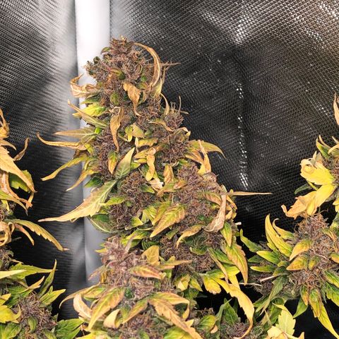 Purple Punch Auto growlog timeline photo