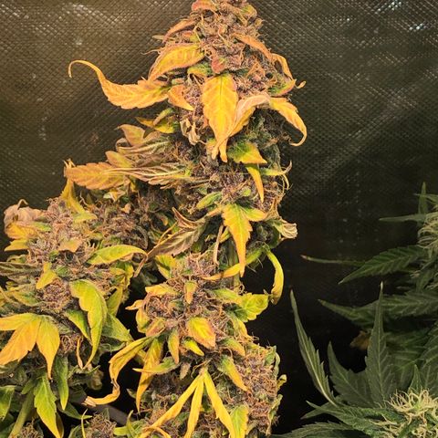 Purple Punch Auto growlog timeline photo