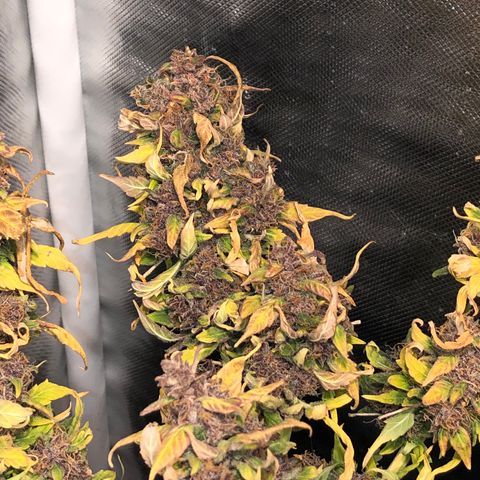 Purple Punch Auto growlog timeline photo