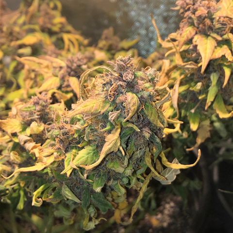 Purple Punch Auto growlog timeline photo