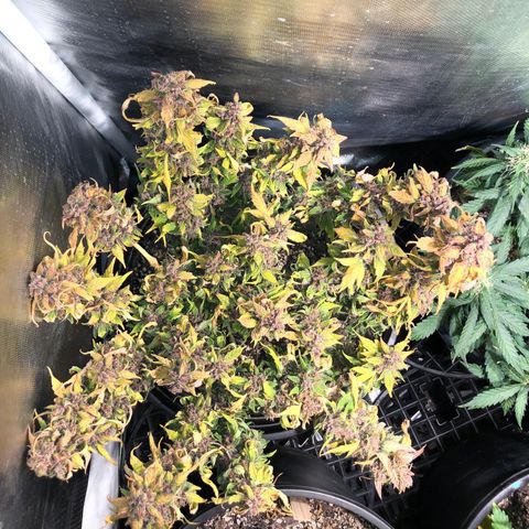 Purple Punch Auto growlog timeline photo