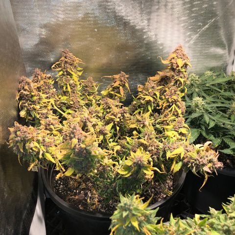 Purple Punch Auto growlog timeline photo