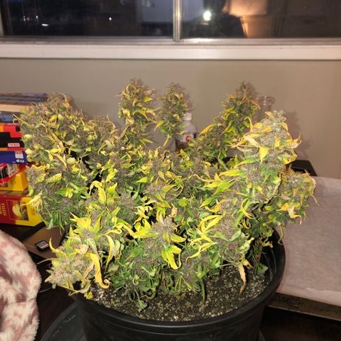 Purple Punch Auto growlog timeline photo