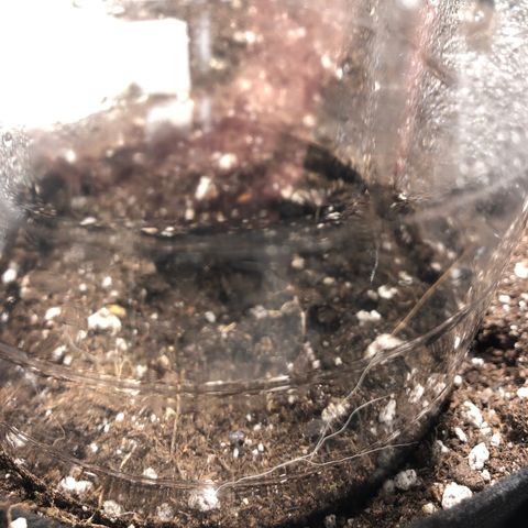 Auto Pineapple Gum growlog photo: Had to dig a bit of soil off the top, worried it was too deep. Will give a little spritz as the soil is moist but not wet enough I don’t think