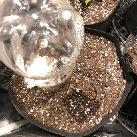 Auto Pineapple Gum growlog timeline photo