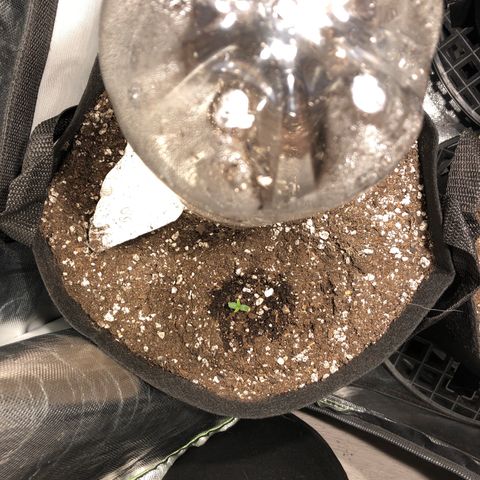 Auto Pineapple Gum growlog timeline photo