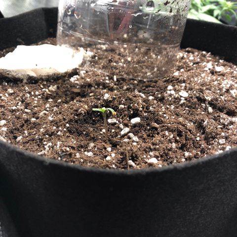 Auto Pineapple Gum growlog timeline photo