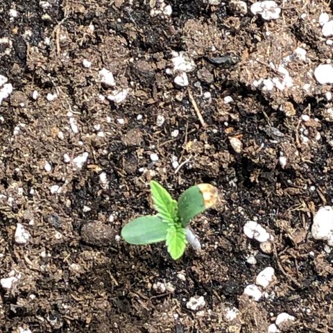 Auto Pineapple Gum growlog timeline photo