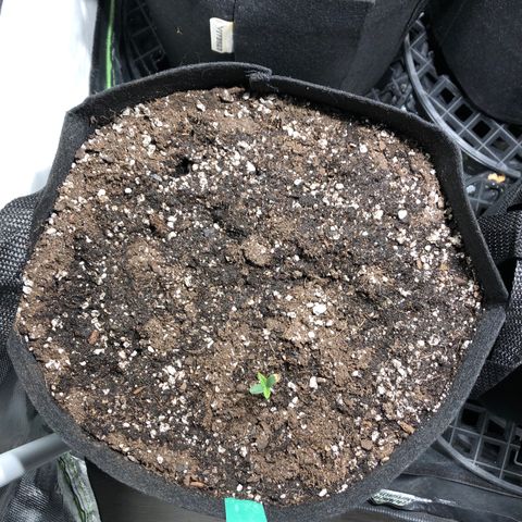 Auto Pineapple Gum growlog timeline photo