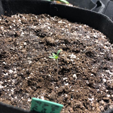 Auto Pineapple Gum growlog timeline photo
