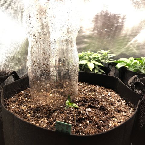 Auto Pineapple Gum growlog timeline photo
