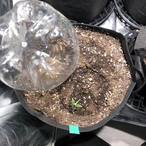 Auto Pineapple Gum growlog timeline photo