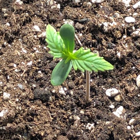 Auto Pineapple Gum growlog timeline photo