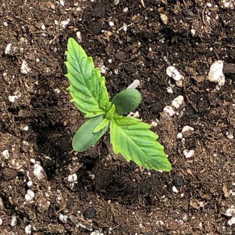 Auto Pineapple Gum growlog timeline photo