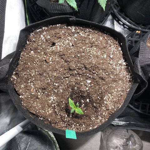Auto Pineapple Gum growlog timeline photo