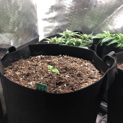 Auto Pineapple Gum growlog timeline photo
