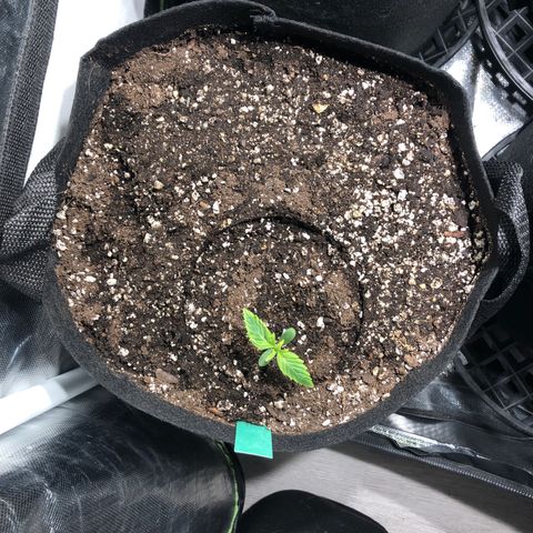 Auto Pineapple Gum growlog timeline photo