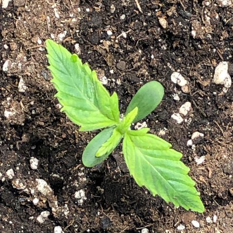 Auto Pineapple Gum growlog timeline photo