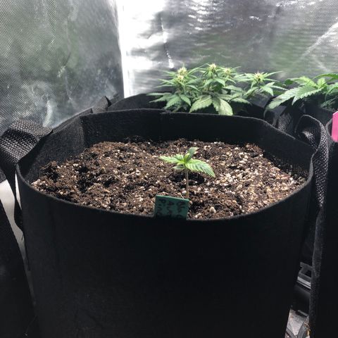 Auto Pineapple Gum growlog timeline photo