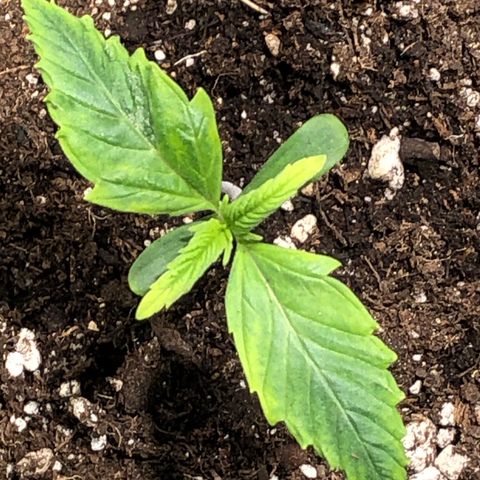 Auto Pineapple Gum growlog timeline photo