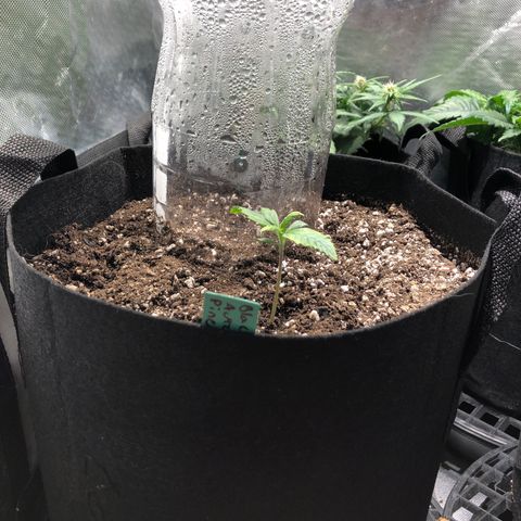 Auto Pineapple Gum growlog timeline photo