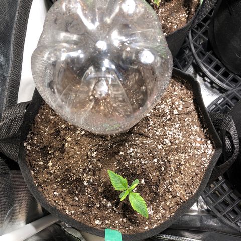 Auto Pineapple Gum growlog timeline photo