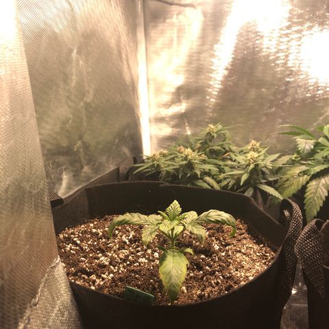 Auto Pineapple Gum growlog timeline photo