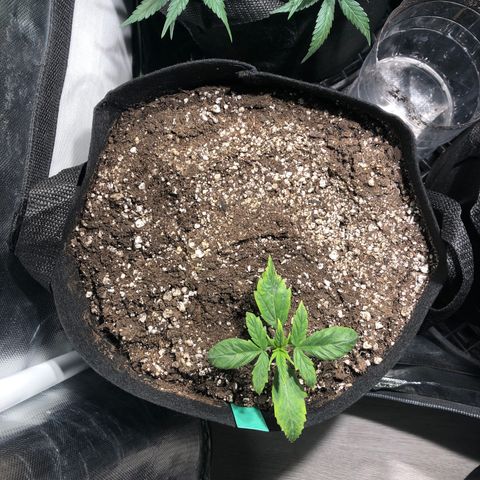 Auto Pineapple Gum growlog timeline photo
