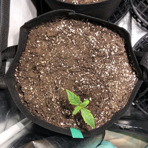 Auto Pineapple Gum growlog timeline photo